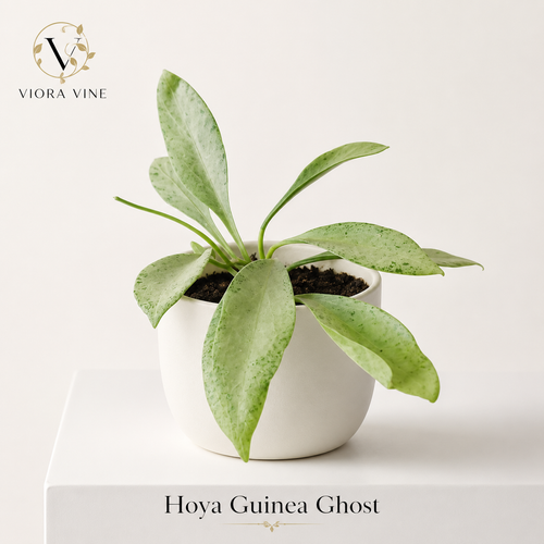 Hoya Guinea Ghost