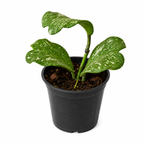 Hoya Kerrii splash
