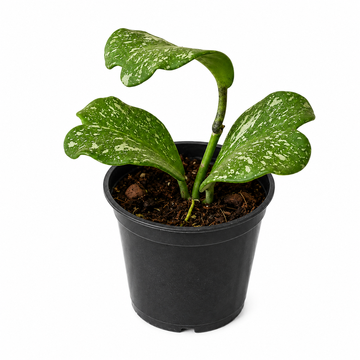 Hoya Kerrii splash