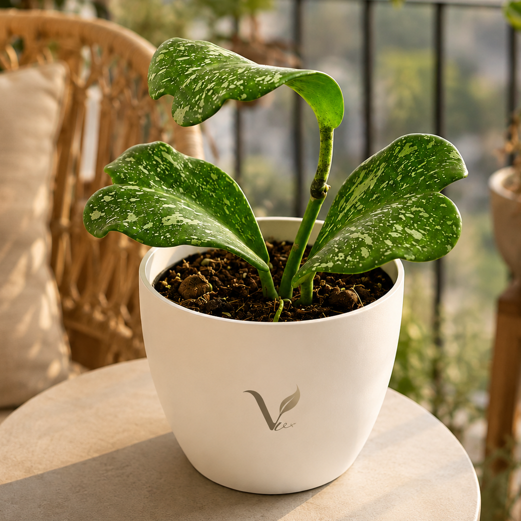 Hoya Kerrii splash