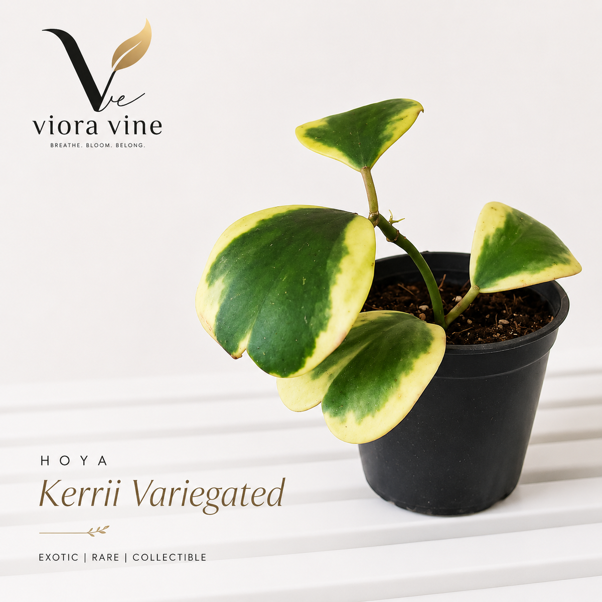Hoya Kerrii Variegated