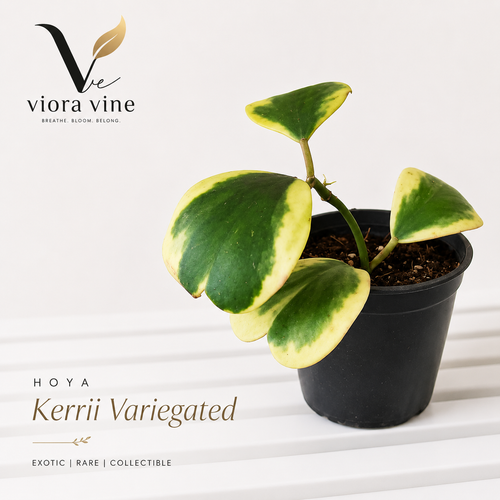 Hoya Kerrii Variegated