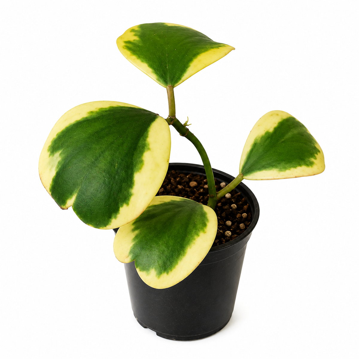 Hoya Kerrii Variegated