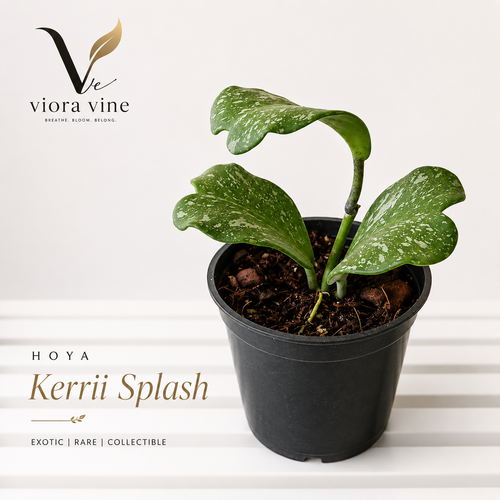 Hoya Kerrii splash