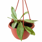 Hoya Guinea Ghost