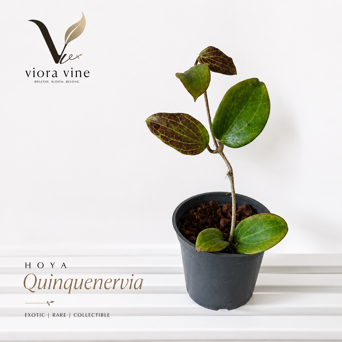 Hoya quinquenervia
