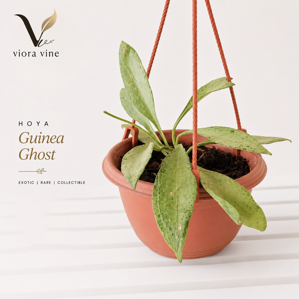 Hoya Guinea Ghost